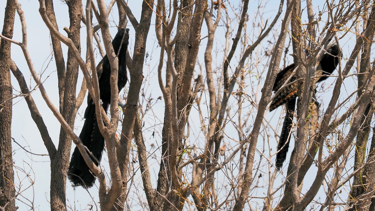 Pheasant Coucal - ML412205491