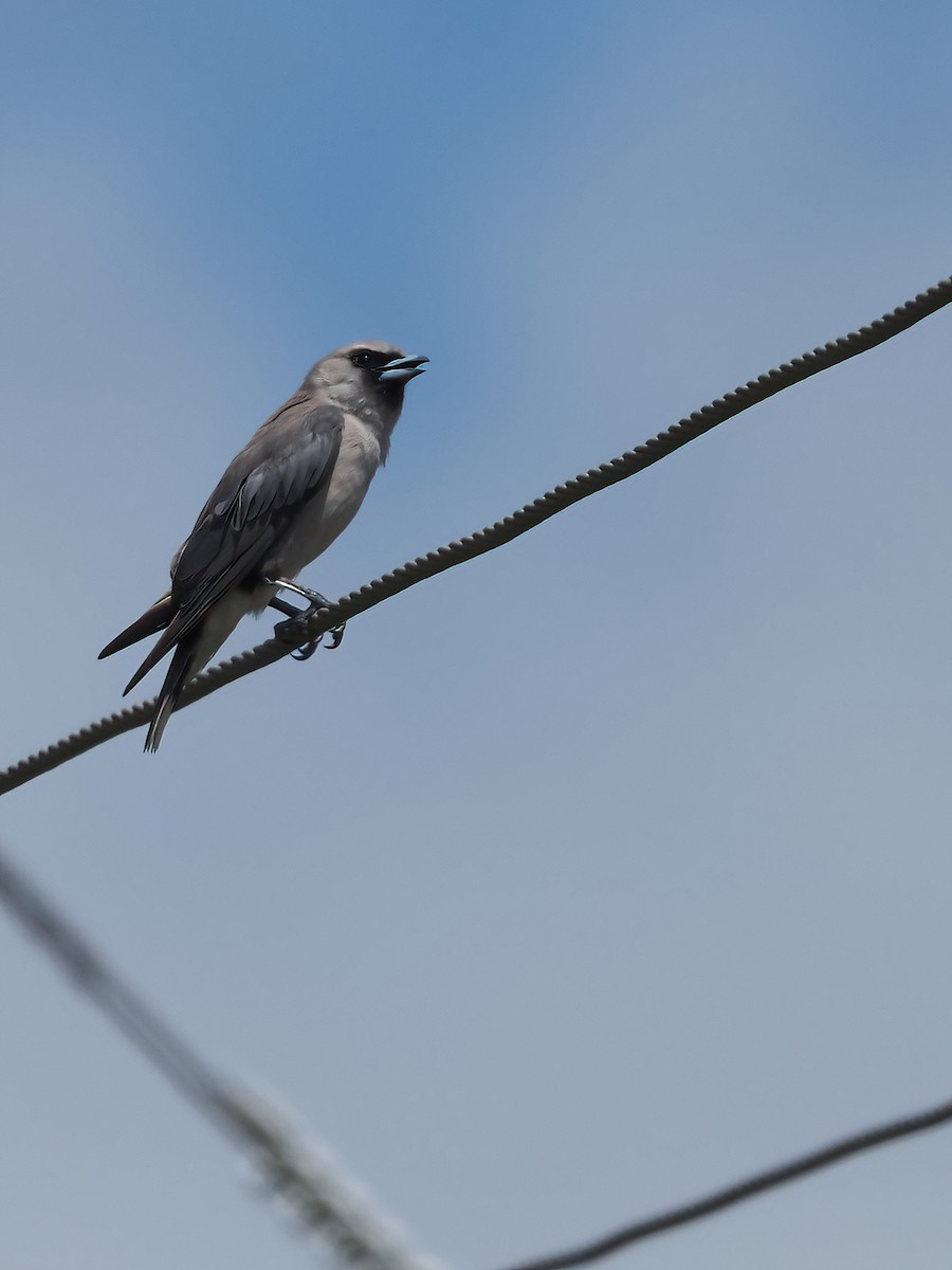 Black-faced Woodswallow - ML412206011