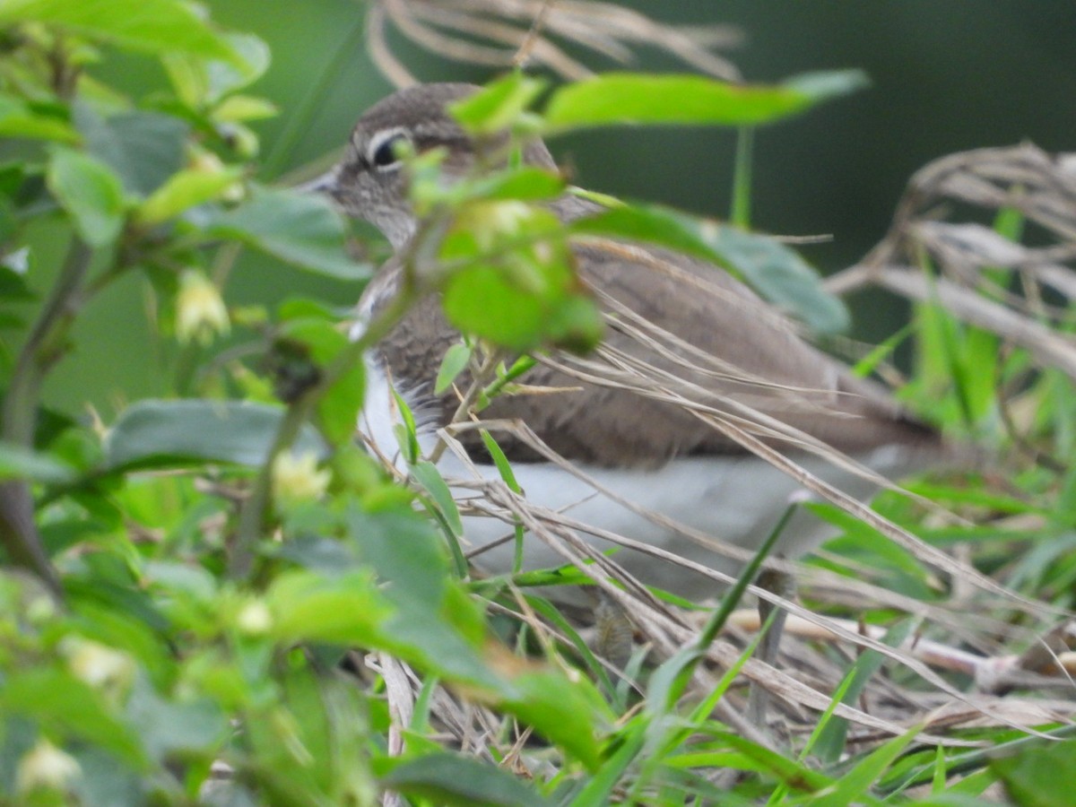 Common Sandpiper - ML412206081