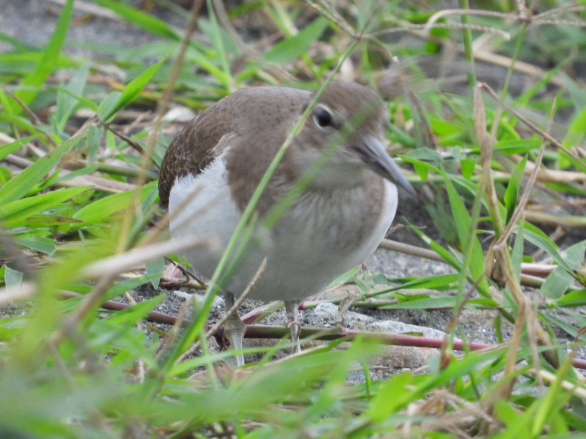 Common Sandpiper - ML412206091