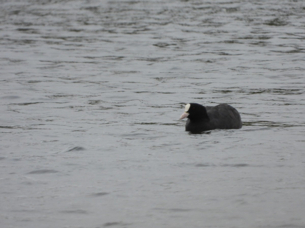 Eurasian Coot - ML412207071