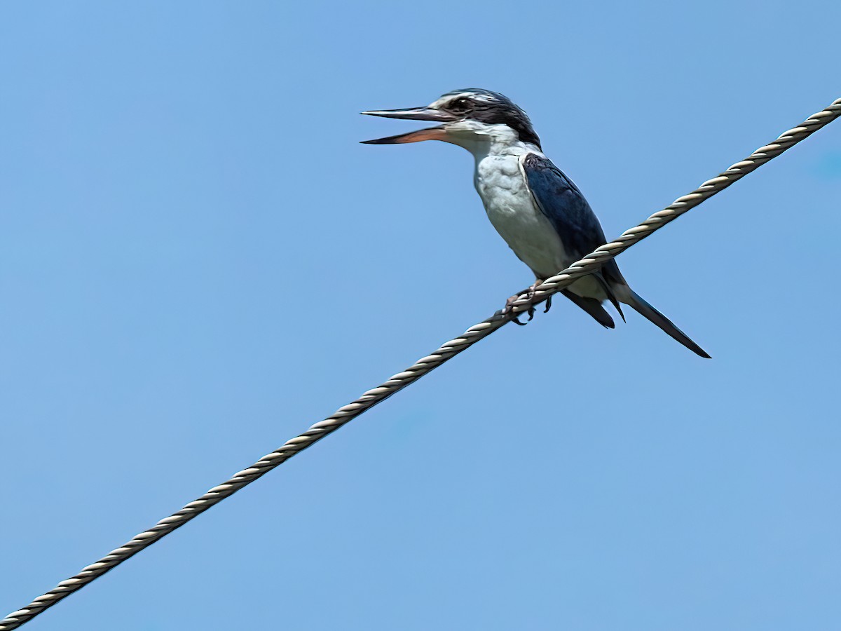 Red-backed Kingfisher - ML412207821