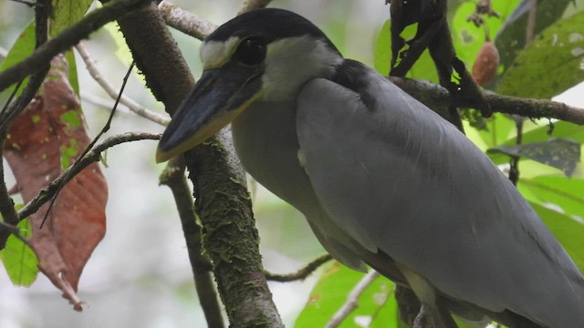 Boat-billed Heron - ML412207971