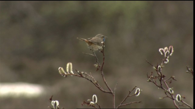 Bluethroat - ML412208