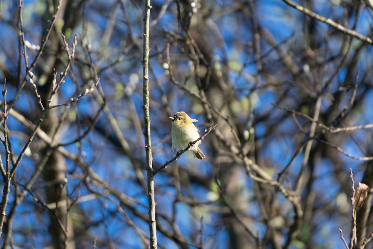 Common Chiffchaff - ML412208181