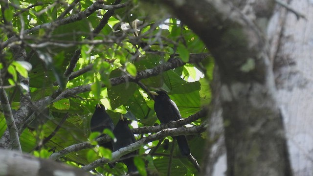 Yellow-billed Nunbird - ML412208511