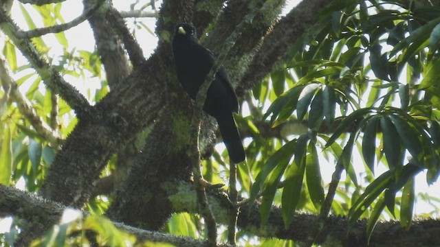 Yellow-billed Nunbird - ML412208591