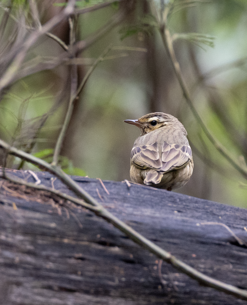 Olive-backed Pipit - ML412209721