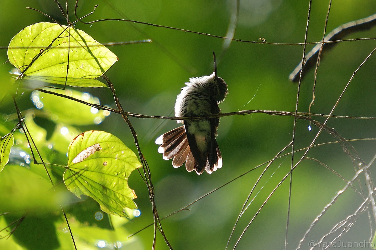 kolibřík bělořitý - ML412210011