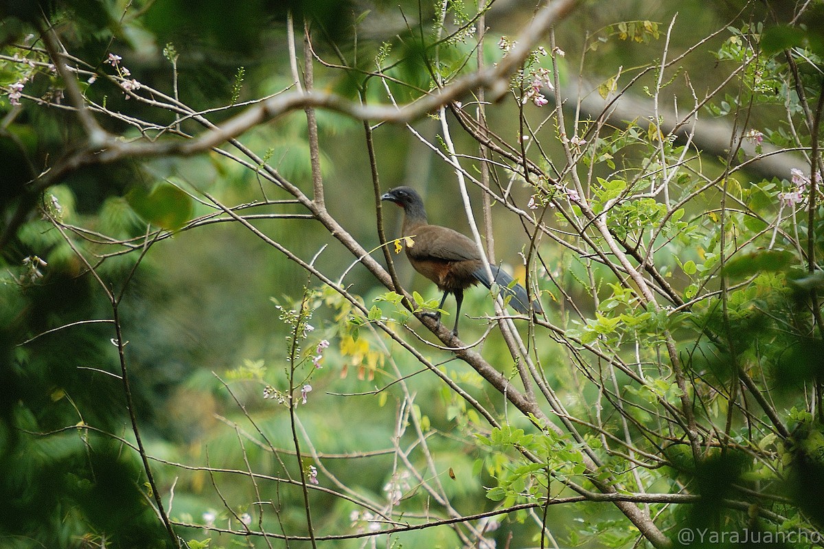 Rufous-vented Chachalaca - ML412210031