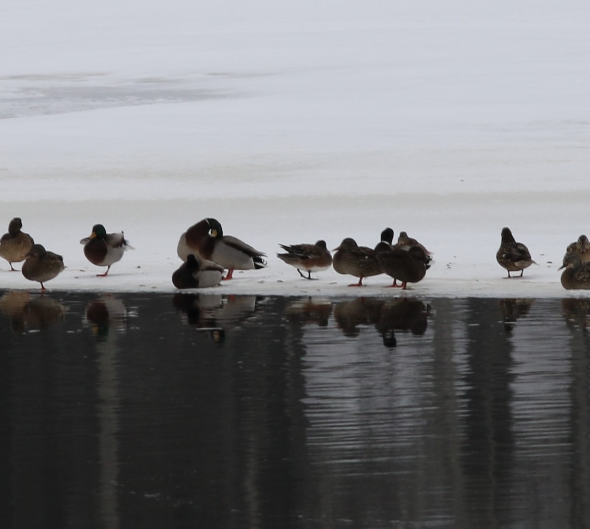 American Wigeon - ML412210061