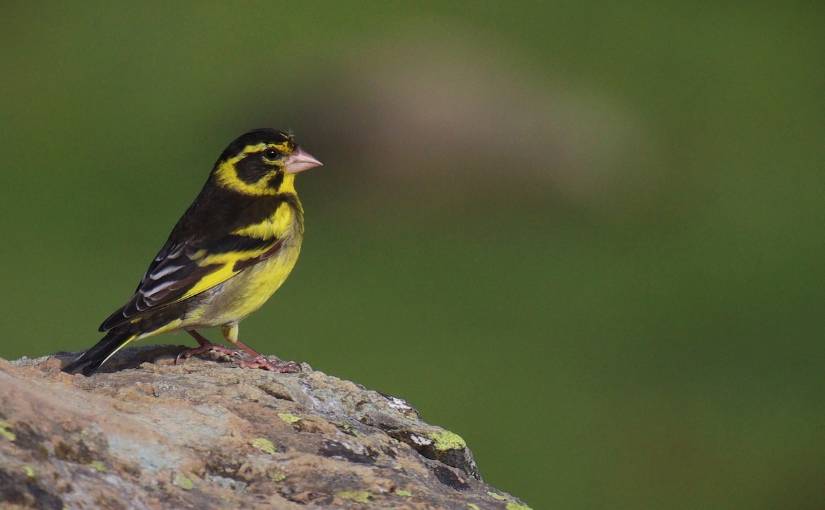 Yellow-breasted Greenfinch - ML412210141