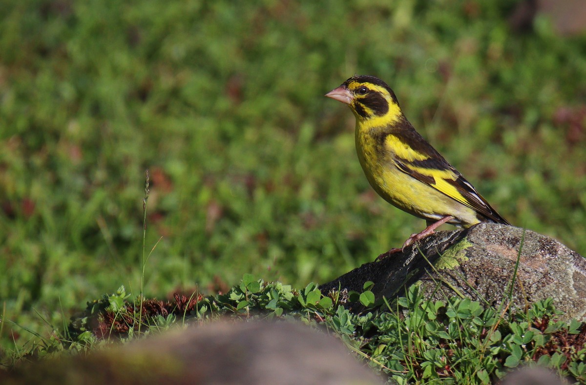 Yellow-breasted Greenfinch - Waseem Bhat