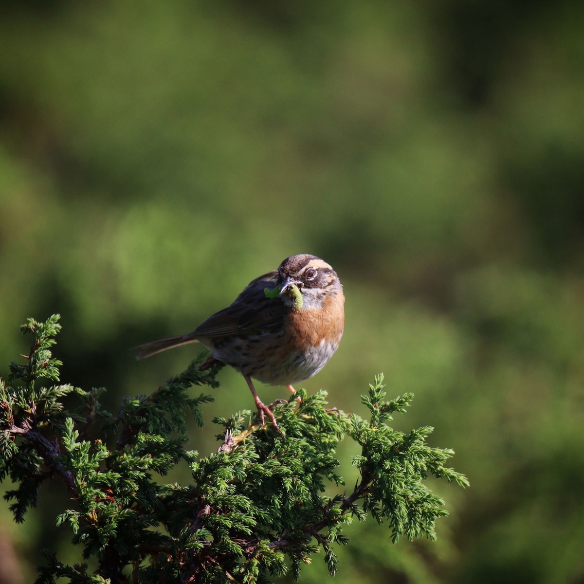 Rufous-breasted Accentor - ML412210271