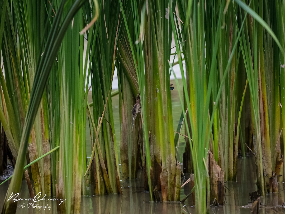 Yellow Bittern - ML412211811