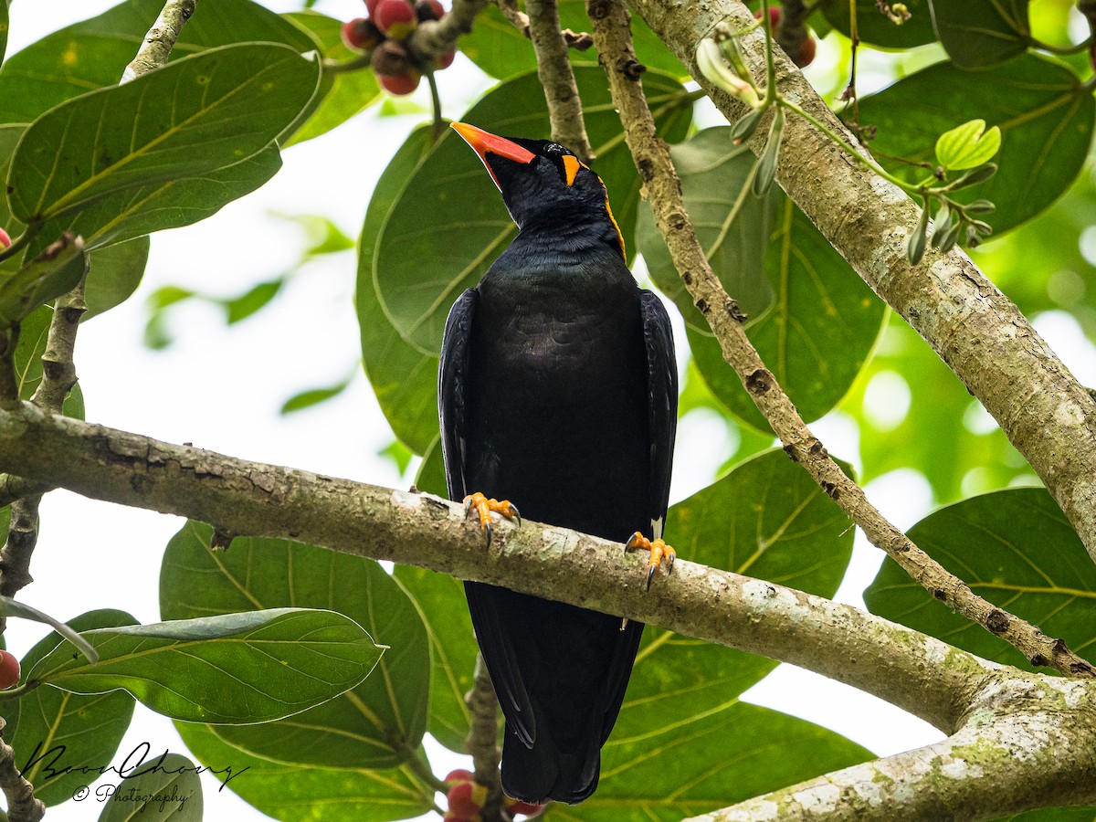 Common Hill Myna - ML412212491