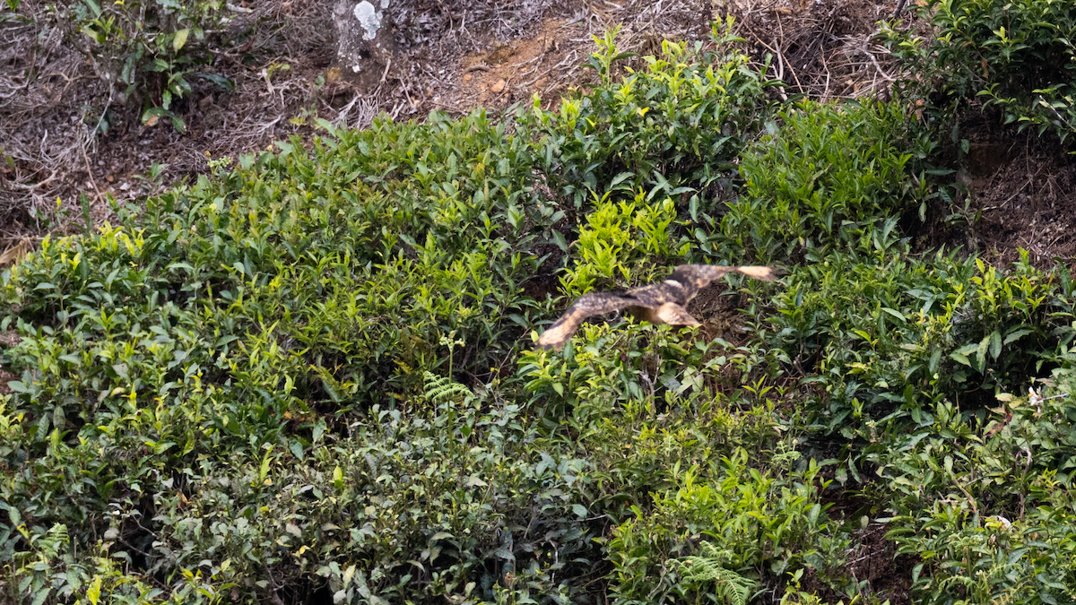 Rock Eagle-Owl - ML412213321