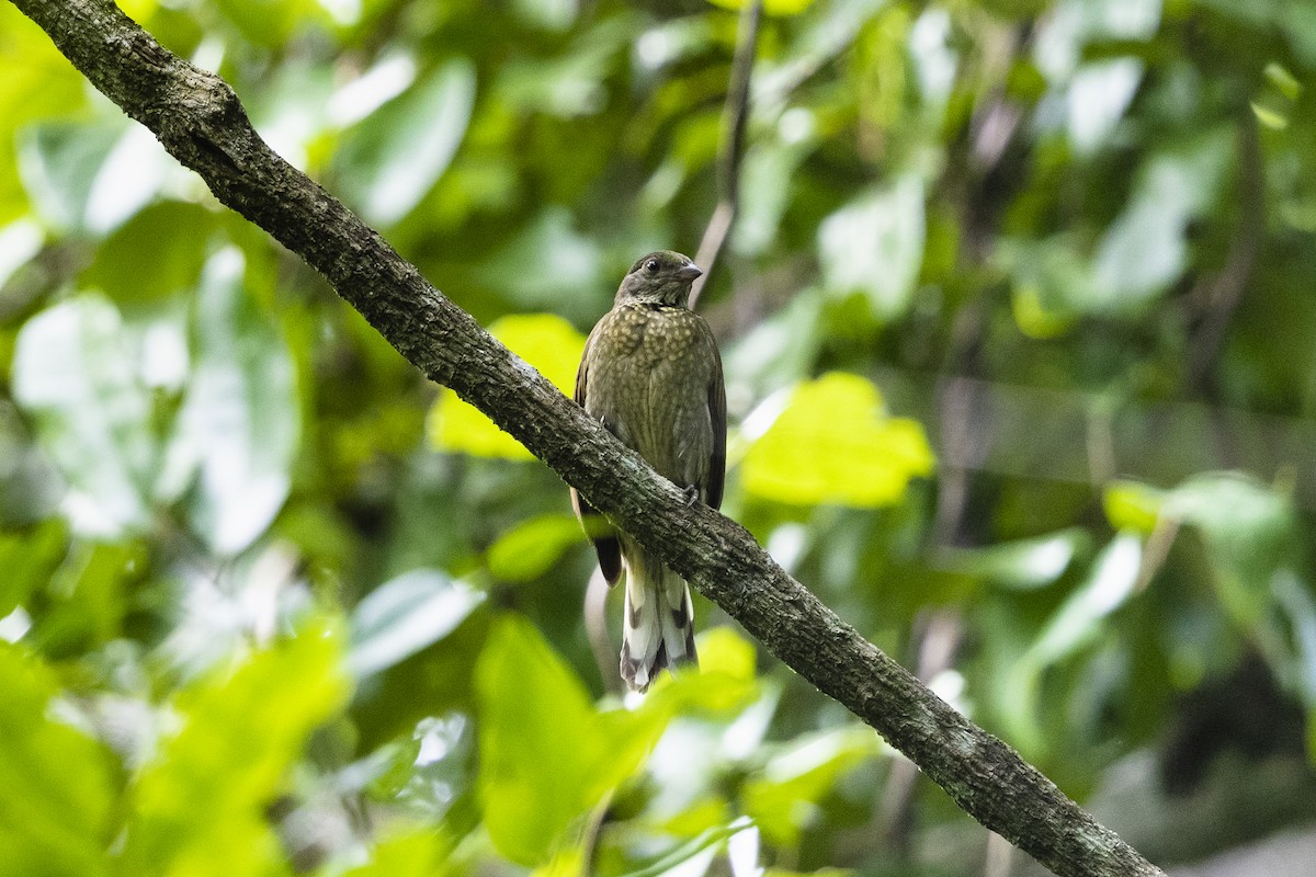 Spotted Honeyguide - ML412213581