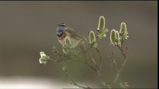 Bluethroat - ML412214