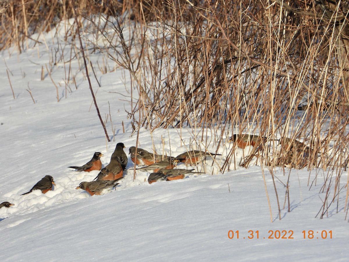 American Robin - ML412214061