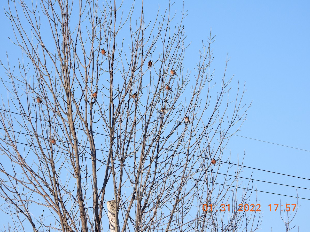American Robin - ML412214111
