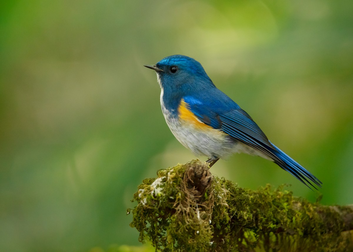 Himalayan Bluetail - ML412214741