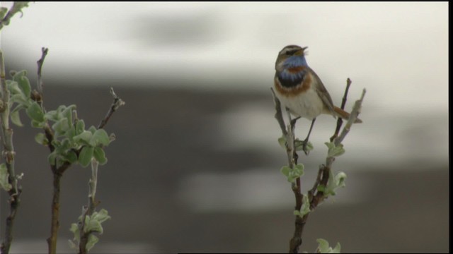 Bluethroat - ML412216