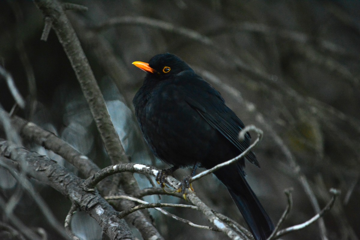 Eurasian Blackbird - ML412216481