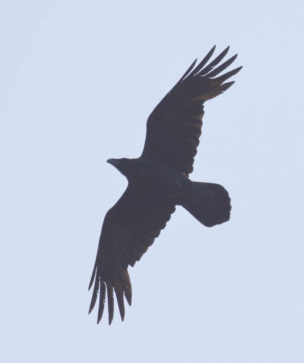Common Raven - ML412216701