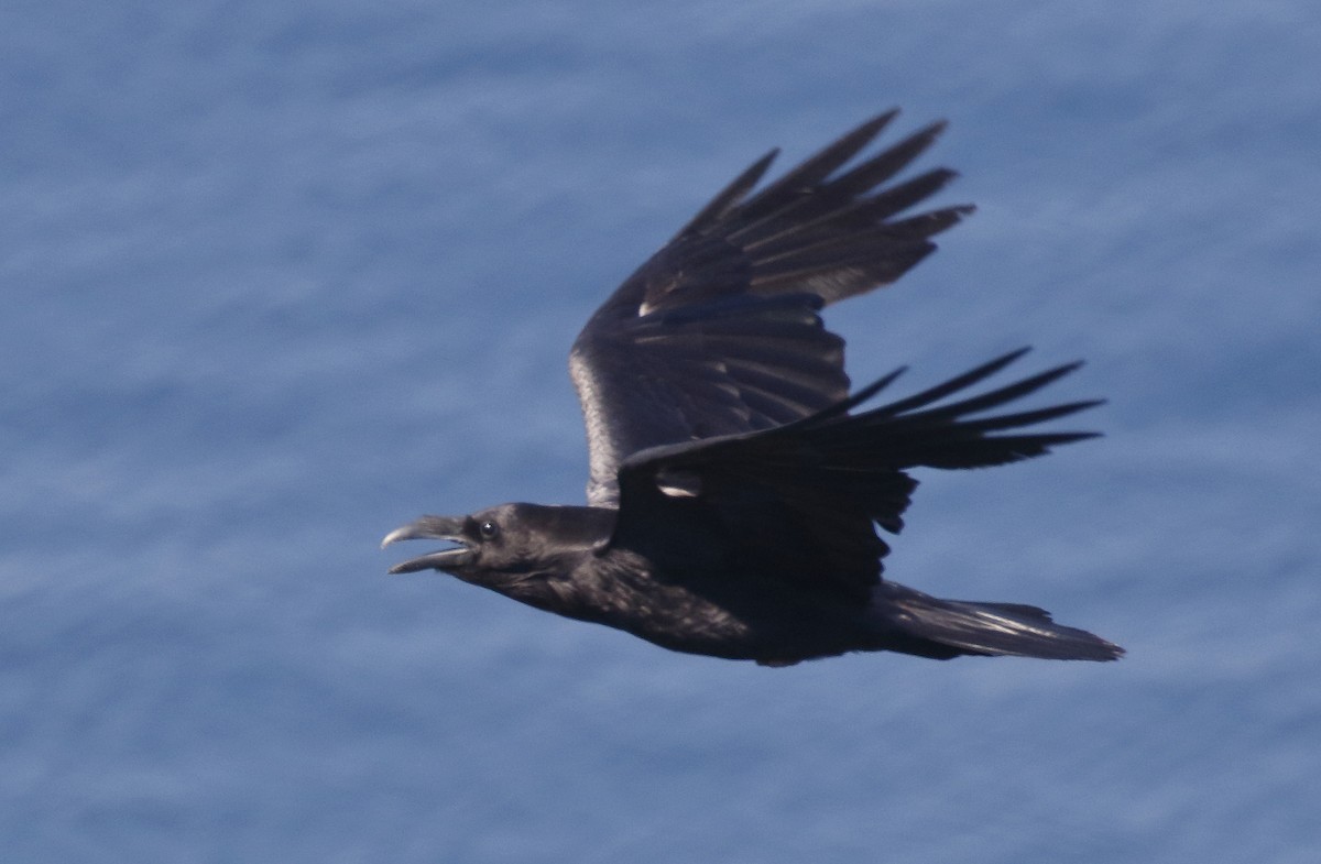 Common Raven - ML412217031