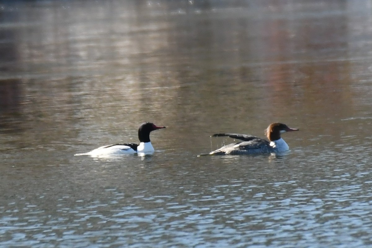 Common Merganser (North American) - Todd Fifield