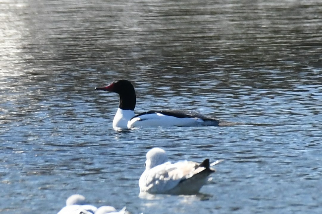 Common Merganser (North American) - Todd Fifield