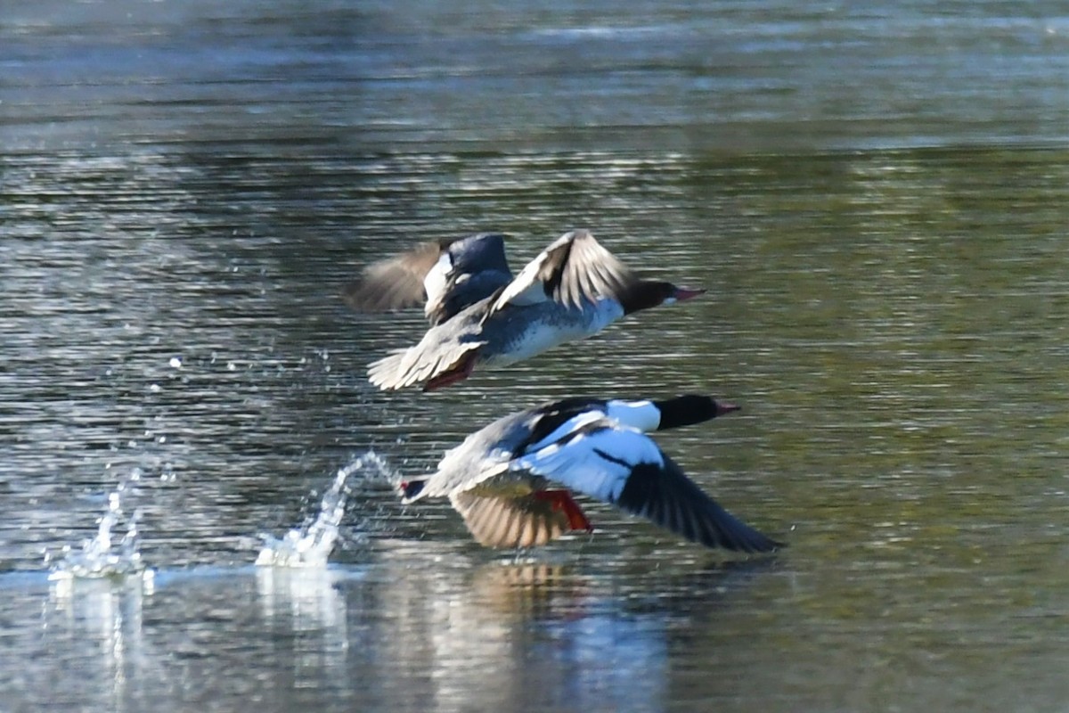 Common Merganser (North American) - Todd Fifield