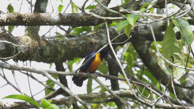 Rufous-bellied Euphonia - ML412217971