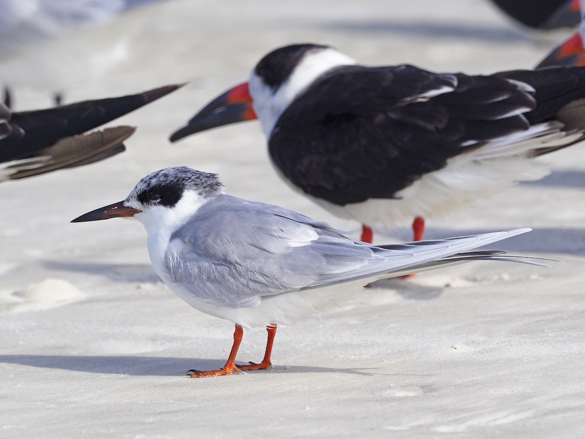 Forster's Tern - EDWARD PAXTON