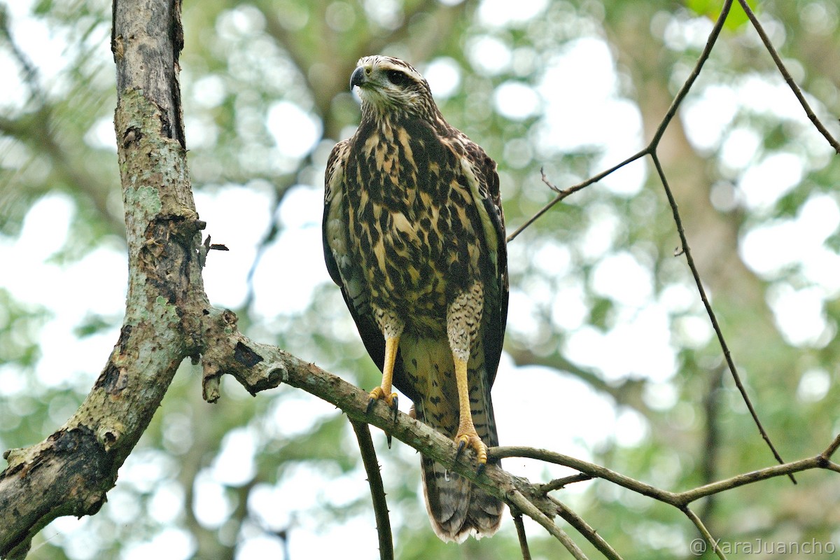 Great Black Hawk - ML412220691