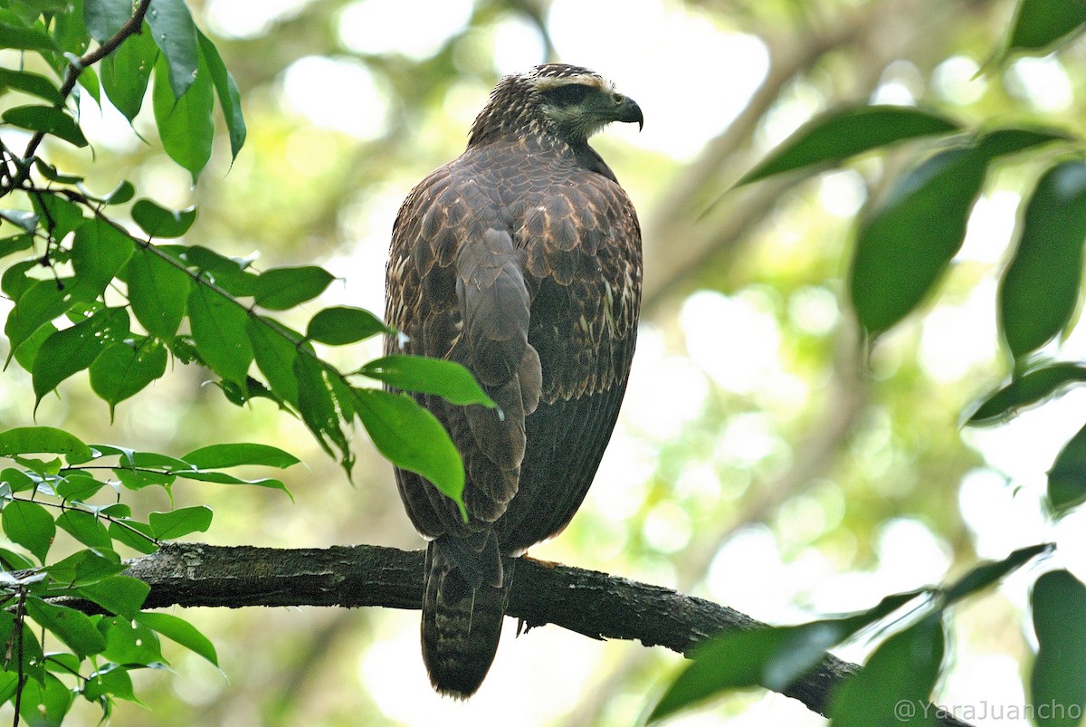 Great Black Hawk - ML412220951