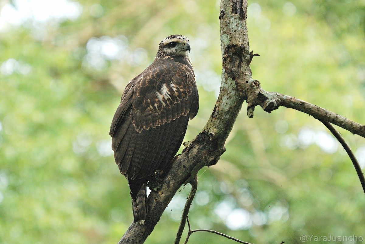 Great Black Hawk - Juan Escudero