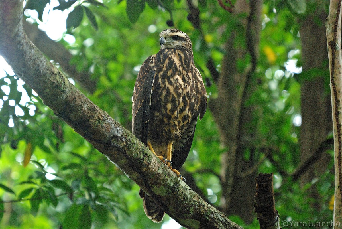 Great Black Hawk - ML412221161