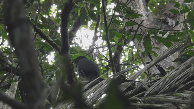 Slaty-backed Forest-Falcon - ML412222621