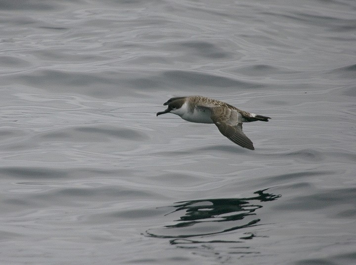 Great Shearwater - ML412223361