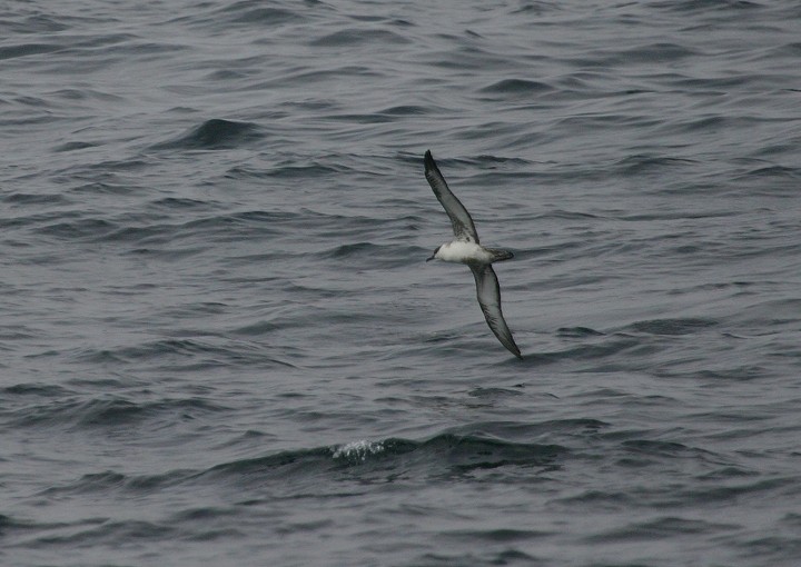 Great Shearwater - ML412223371