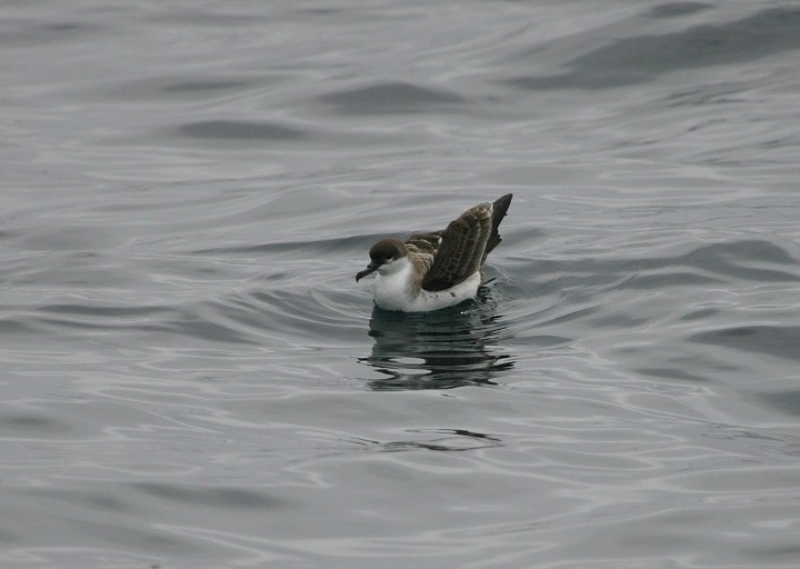 Great Shearwater - ML412223421