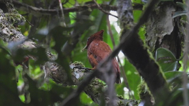 Waved Woodpecker (Scale-breasted) - ML412224721