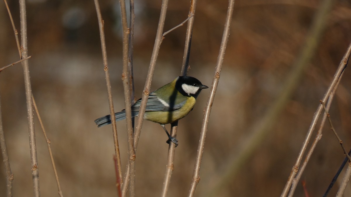 Great Tit - constantin georgian