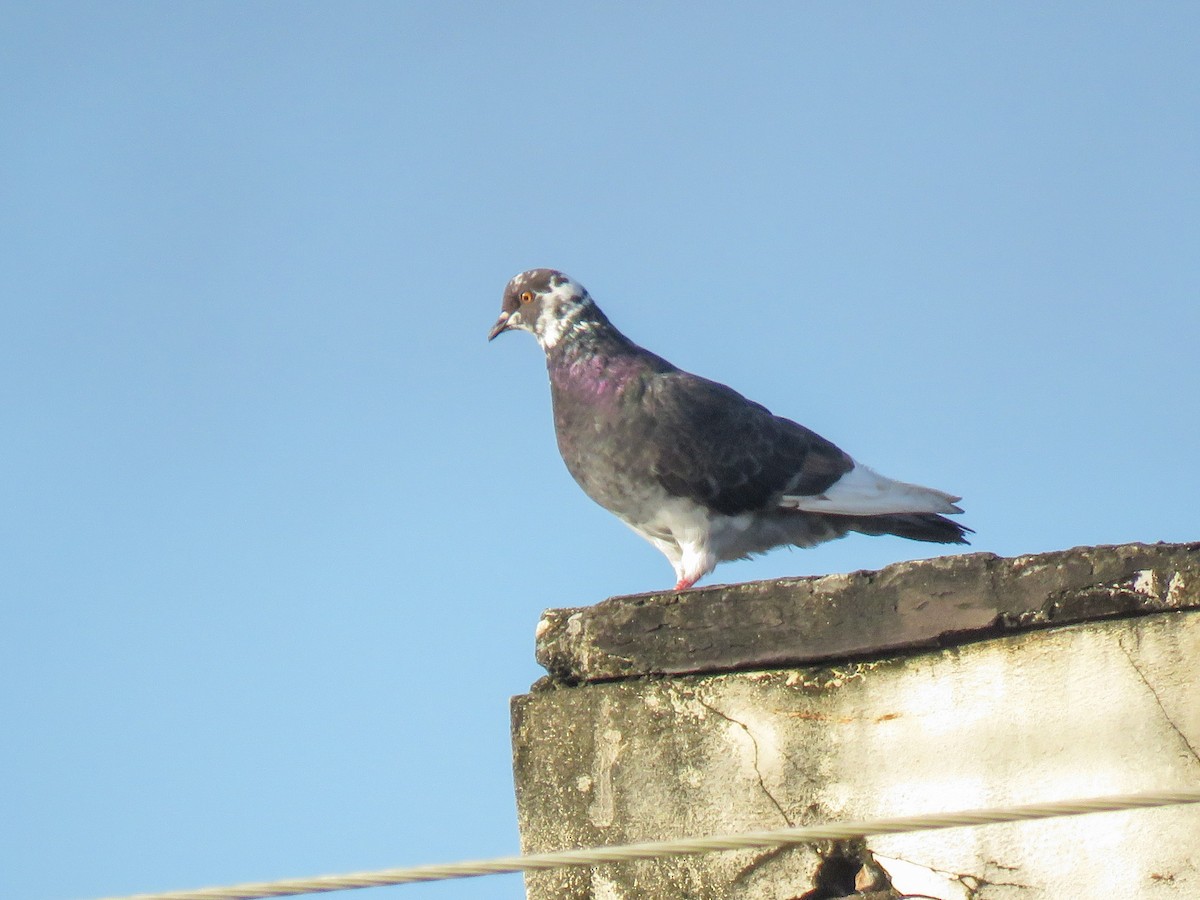 Rock Pigeon (Feral Pigeon) - ML412226901