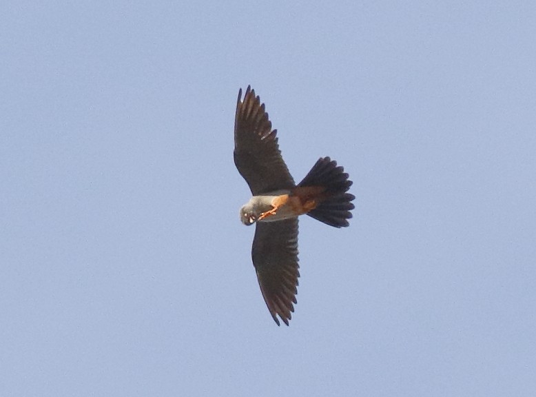 Red-footed Falcon - Dave Curtis