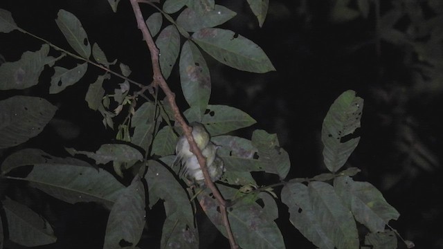 Dwarf Tyrant-Manakin - ML412228351