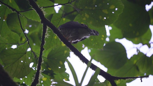 Double-toothed Kite - ML412231191