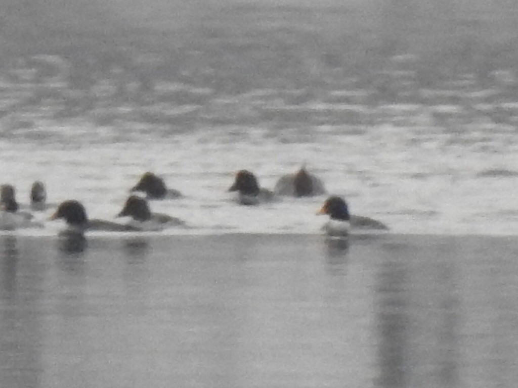 Barrow's Goldeneye - ML412231271